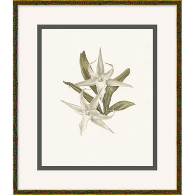 Wild Orchid 2