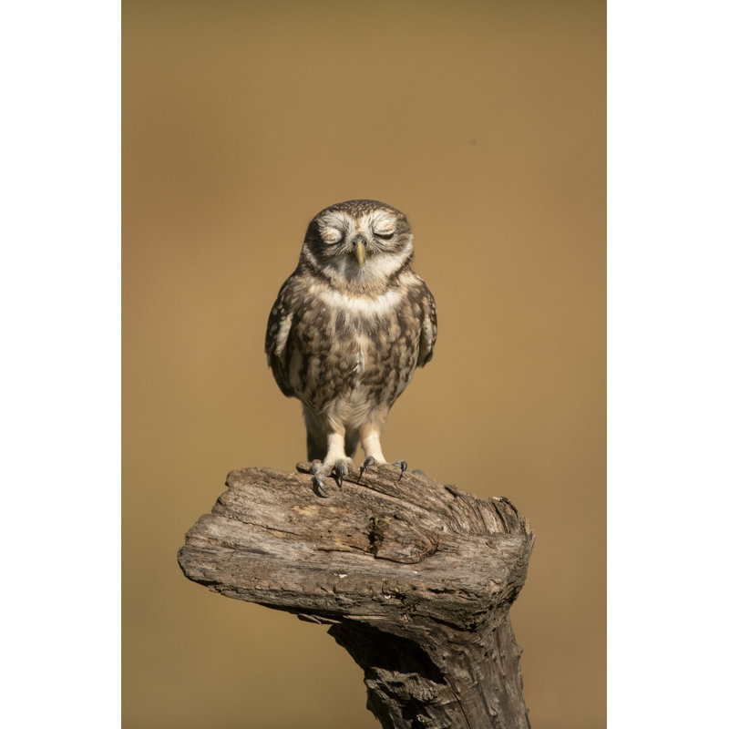 A Little Owl by Nikpal - Wrapped Canvas Print, 91cm H x 61cm W
