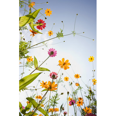 Beautiful Wild Flowers in a Meadow. by Enviromantic