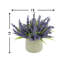 Lavender in Pot-28784517