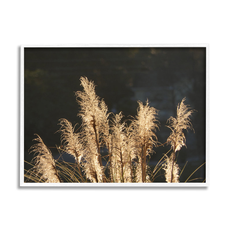 Photographie de blé foncé sur bois par Gail Peck, H 16 po x l 20 po x P 1,5 po, Estampe numérique encadrée blanc bord de mer