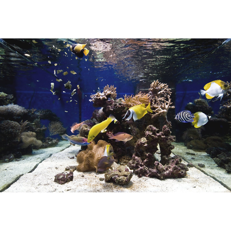 Aquarium by Viridis - No Frame Print on Canvas, 81cm x 122cm W