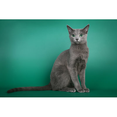 Russian Blue Cat 1 Piece Wrapped Canvas Wall Art
