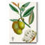 Reproduction d’art sur toile tendue « Turpin tropical fruit III »-955699843