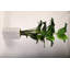 8' Traveler Palm in White Everett Planter