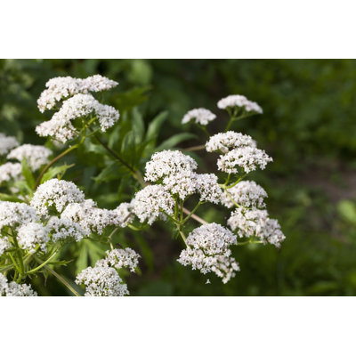 Hannelore Valerian Plant - Wrapped Canvas Print