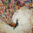 Peacock with feathers - 32"x32" art on canvas