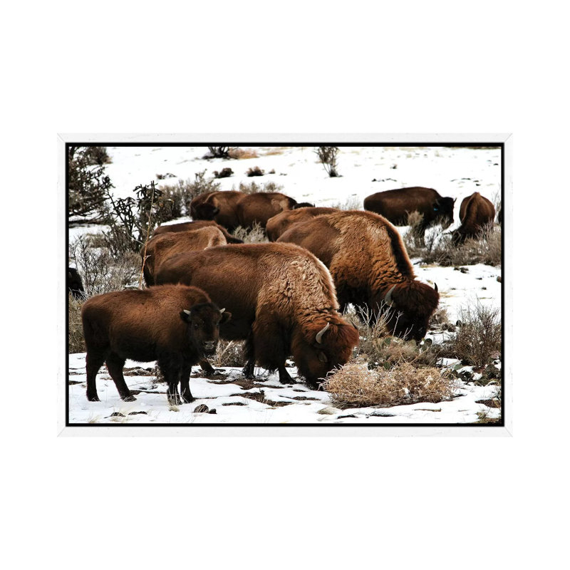 Buffalo - Print on Canvas, 66.04 cm H x 45.72 cm W, White Framed
