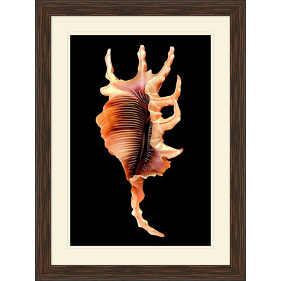 Large Shell " Large Shell 2 "