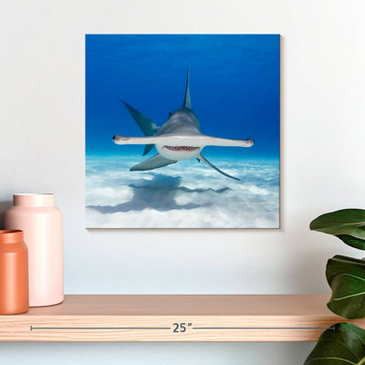 Albern Hammerhead Shark Swimming