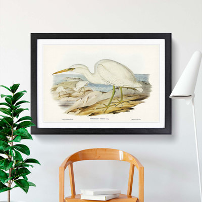 White Reef Herons by Elizabeth Gould - Framed Print