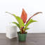 Live Prince of Orange Philodendron Plant