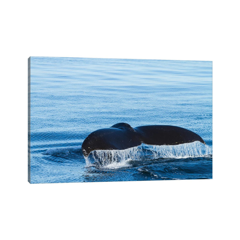 L'eau s'écoule d'une queue de baleine à bosse alors qu'elle se prépare à plonger, en Colombie-Britannique. par Brenda Tharp - impression d'art graphique