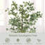 Faux eucalyptus Holzman en pot-492211343