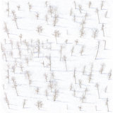Birch Trees 10' L x 24" W Wallpaper Roll