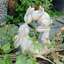 Figurines de jardin - Figurines de collection de jardin en forme de lapin qui s'embrasse - Décoration de jardin