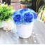 Dissimulateurs de fleurs en pot pivoines-1381601909