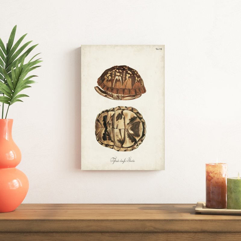 Tortues et coquillages antiques III, H 18 po x l 12 po x P 1,25 po