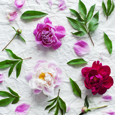 Pivoine par Julpo