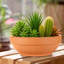 Pot Planter