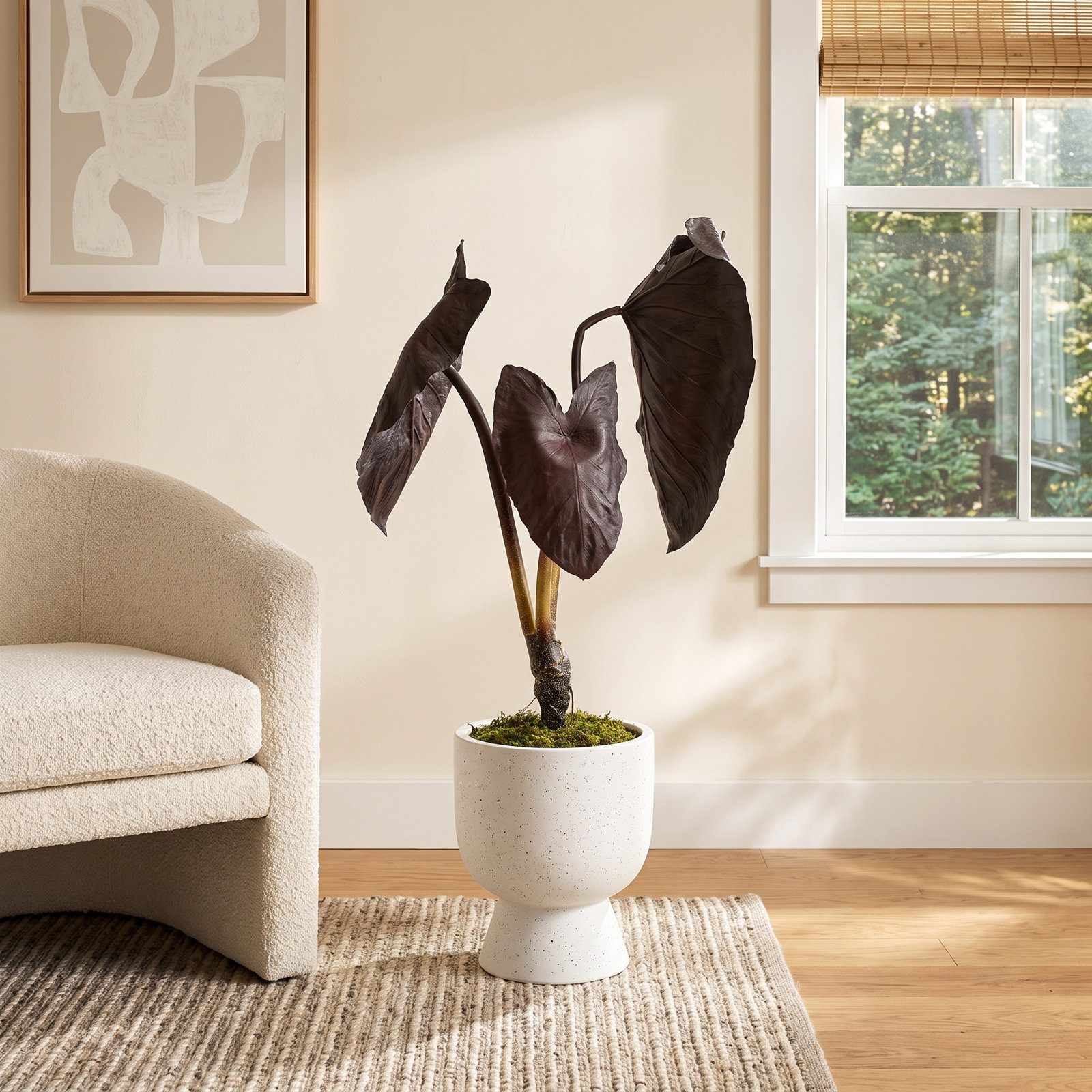 28" Alocasia Black Magic Potted Plant.