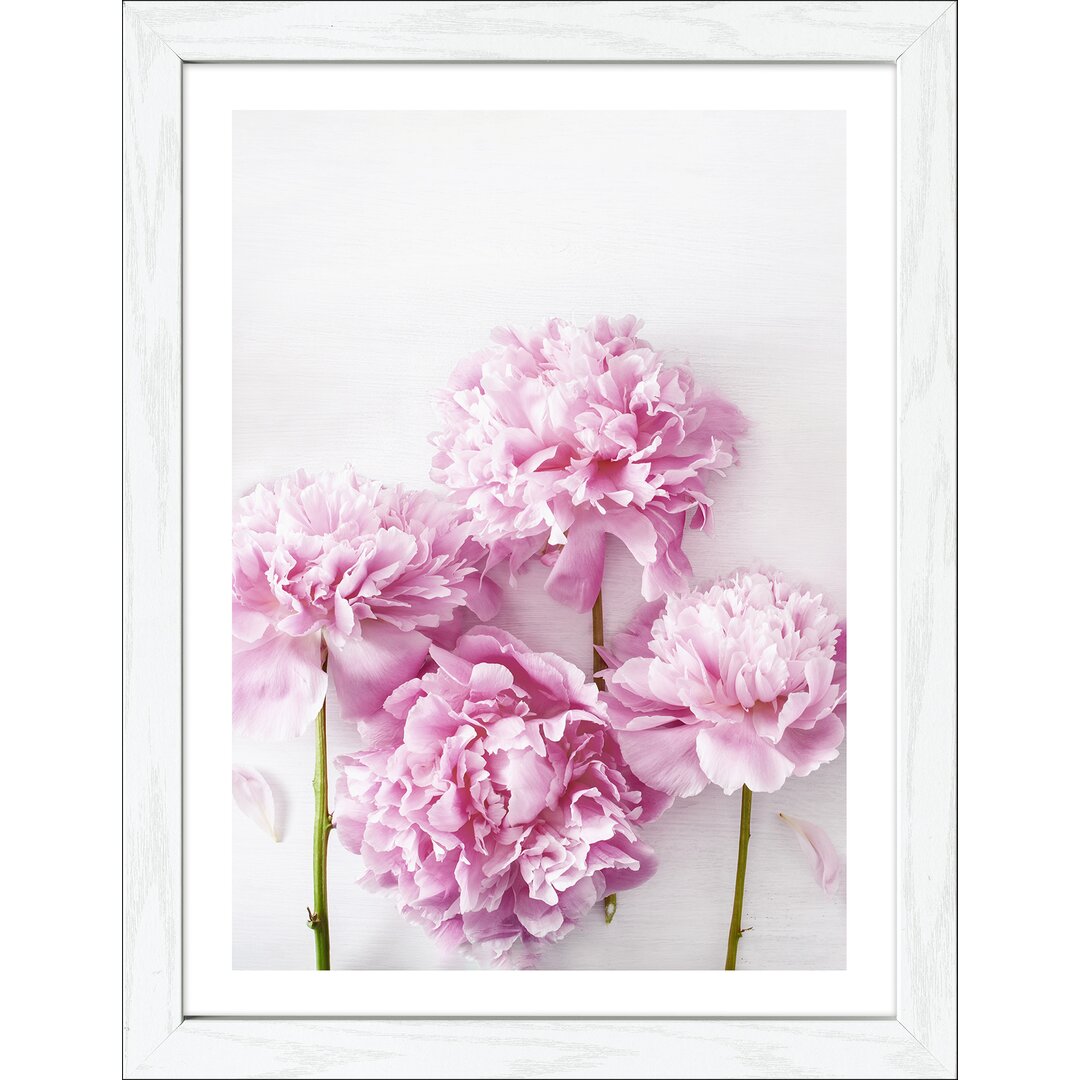 Gerahmtes Poster Peonies I