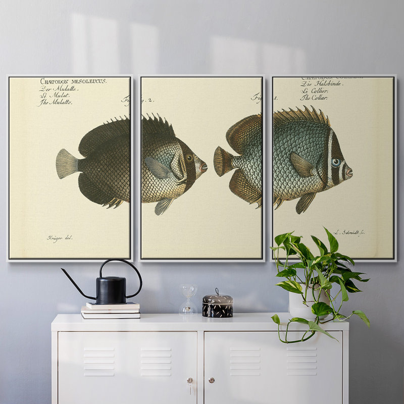 " Bloch Antique Fish V " 3 - Pieces, 24" H x 48" W x 2" D, White