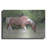 " Assateague Horse " by Lori Deiter-1125695011