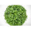 120cm Boxwood Topiary in Pot
