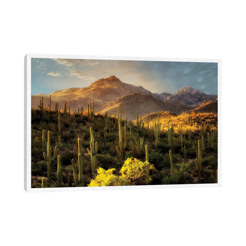 Desert Beauty by Dennis Frates - Print on Canvas, White Framed, 45.72cm H x 66.04cm W x 3.81cm D