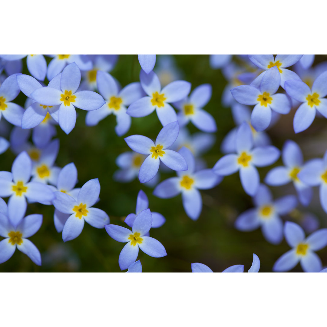 Bluets by Mountainberryphoto - Leinwanddrucke auf Leinwand