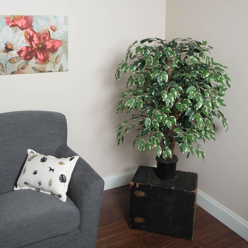Sous-pot 42 po Ficus