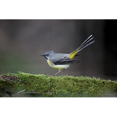Grey Wagtail - Photographie sur toile tendue