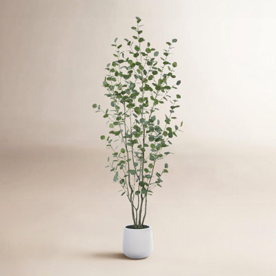 Adalia 84" Eucalyptus Tree in Pot