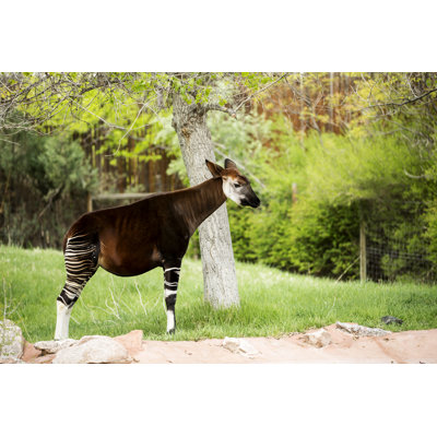 " Okapi Standing "