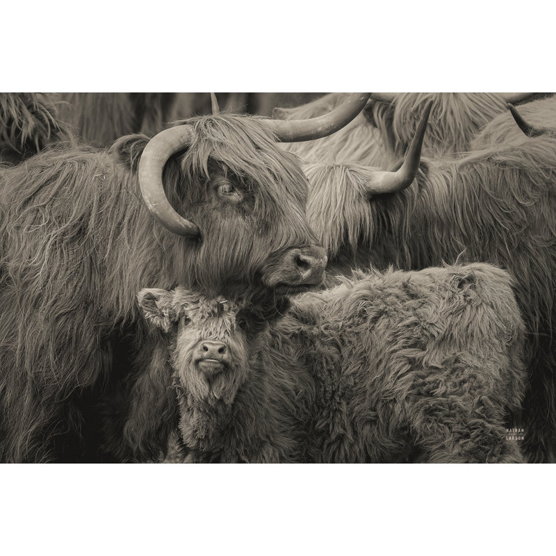 Highland Cow Under Cover Neutral by Nathan Larson - Wrapped Canvas Print, 51cm H x 76cm W x 3.8cm D