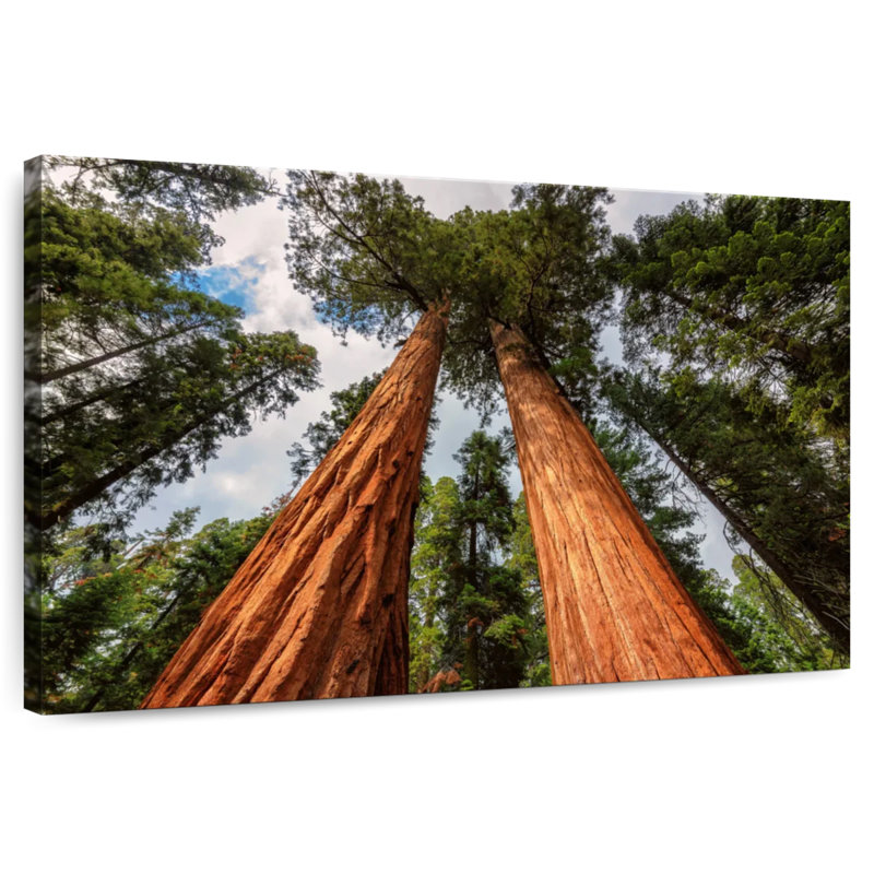 Harnek Amazing Giant Sequoias, 8" H x 12" W