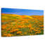California Golden Poppies-1760357513