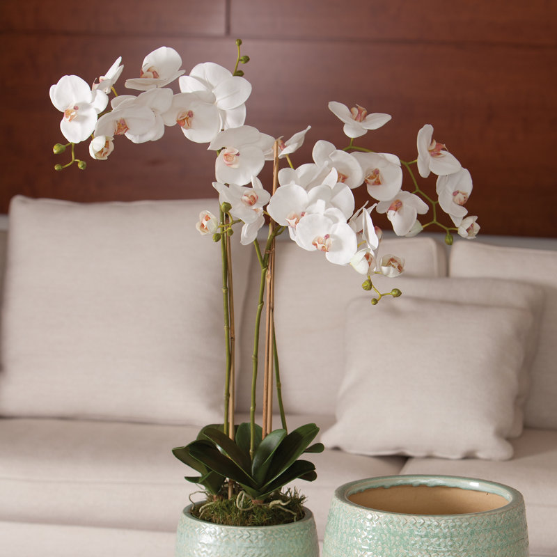 Conservatory Phalaenopsis Orchid Drop-in