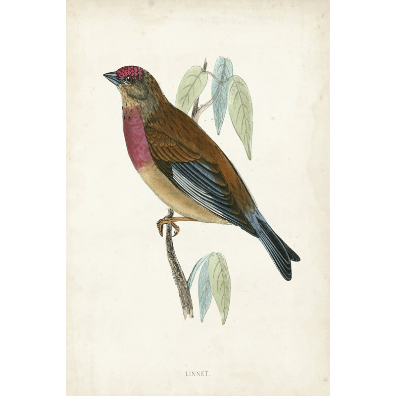 Morris Linnet by Morris - Wrapped Canvas Print, 46cm H x 30cm W