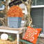 Arbre en pot 24 po-51795833