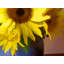 Sunflowers With Blue Vase Print by Tom Kostes-65825202-65849392