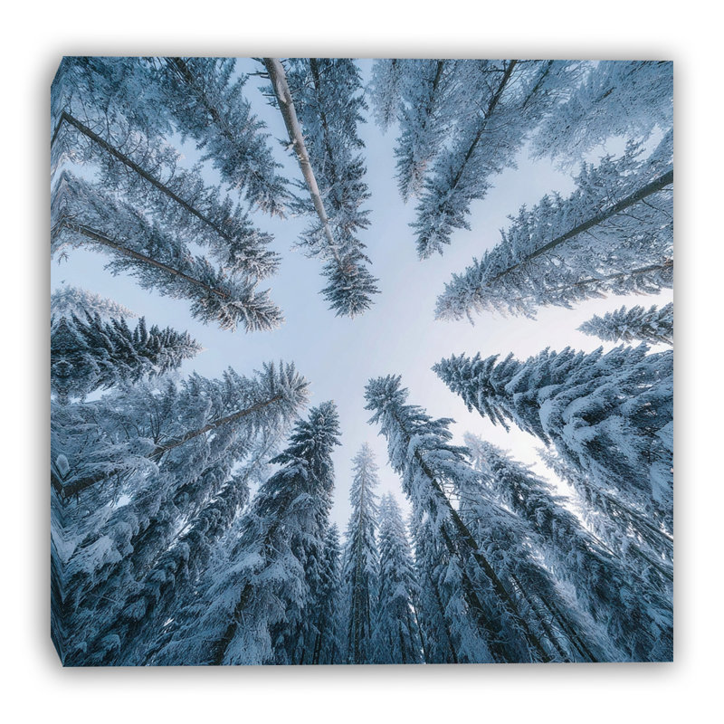 Art mural sur toile Skyward Winter Pines, H 30 po x l 30 po