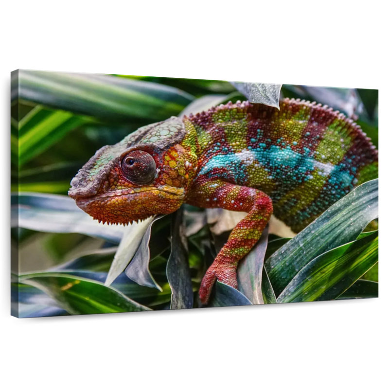 Caméléon Brampt