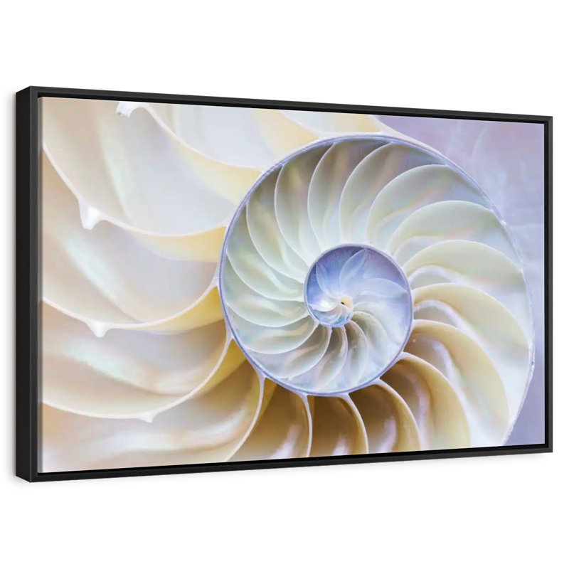 Empty Nautilus Shell, Floating Frame Black, 40" X 27"