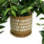 Mayna Faux Ivy Plant in Ceramic Pot