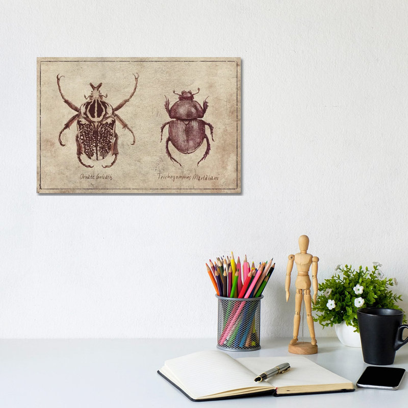 Ornate Goliath- Trichogomphus Martabani 2 by Mike Koubou - Wrapped Canvas Print, 20.32 cm H x 30.48 cm W