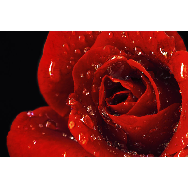 Red Wet Rose by Dimitris66 - Wrapped Canvas Print, 81cm H x 122cm W