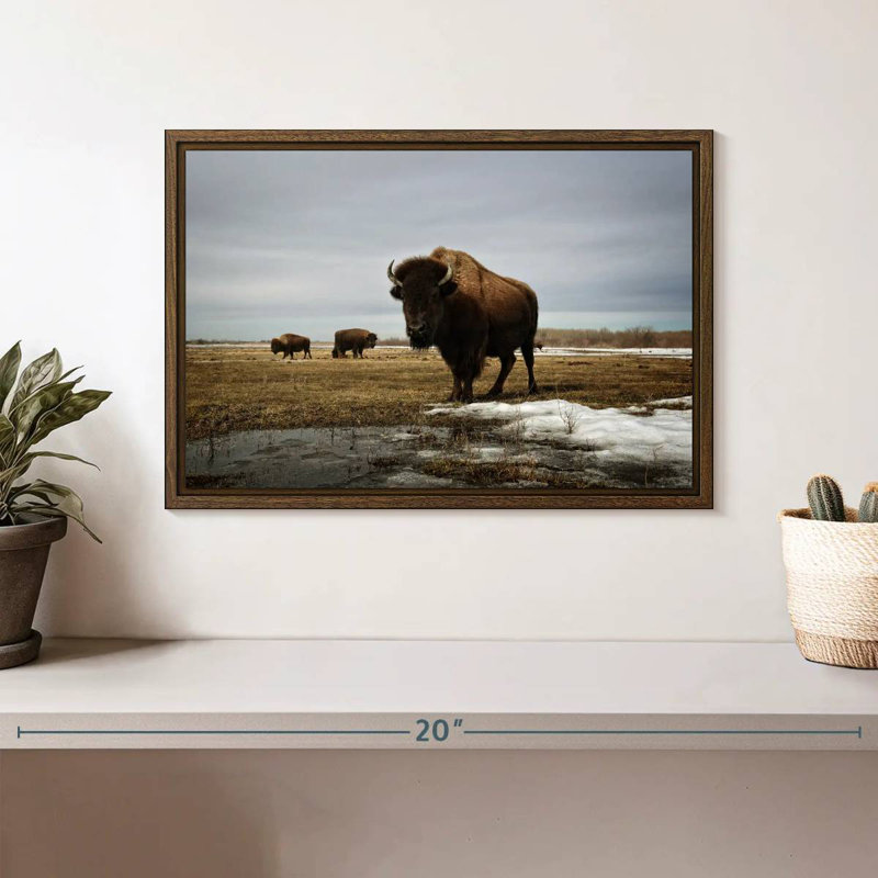 Bison Cloud Day, 13 po x 9 po, Cadre flottant en noyer