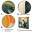 «Penguin Forest At Sunset», art mural sur toile, pingouin-97187821-97187820